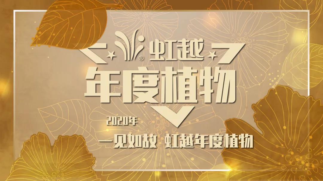 你好哇，2020虹越年度亚星官方网-www.yaxin333.com-www.yaxin868.com！